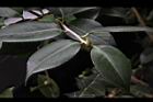 Camellia sp05.JPG